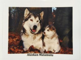 malamut3
