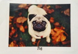mops2