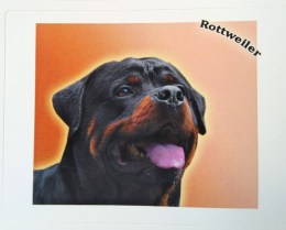 rottweiler2