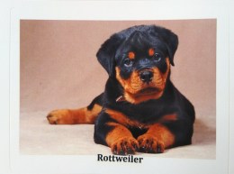 rottweiler3